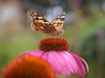 igk Krabbe - Firmengarten