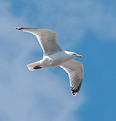 igk Krabbe - Karriere