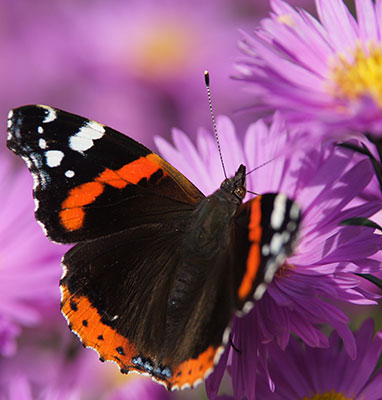 igk Krabbe - individuelle Lösungen