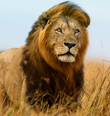 igk Krabbe - Projekte